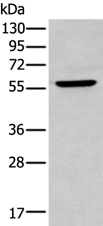 ZNF34