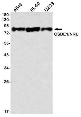 CSDE1