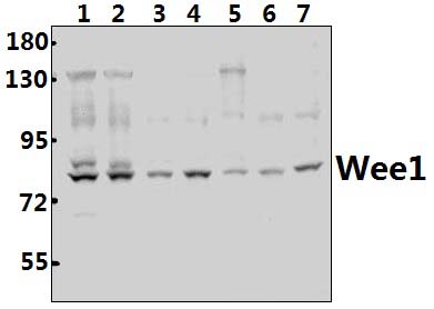 Wee1