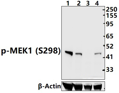 MEK1 (Phospho~S298)