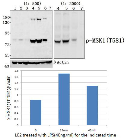 MSK1 (phospho~Thr581)