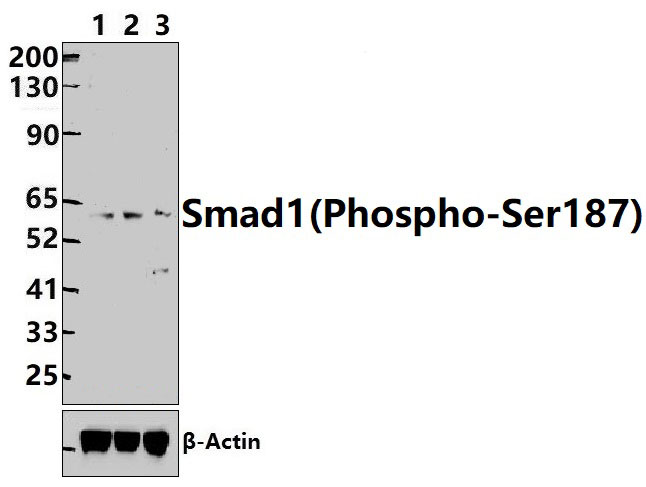 Smad1(Phospho~Ser187)