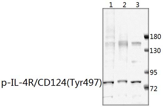 IL~4R/CD124(Phospho~Y497)