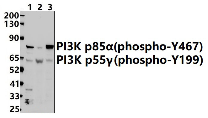 PI3K p85α/p55γ (phospho~Y467/Y199)  (KU)