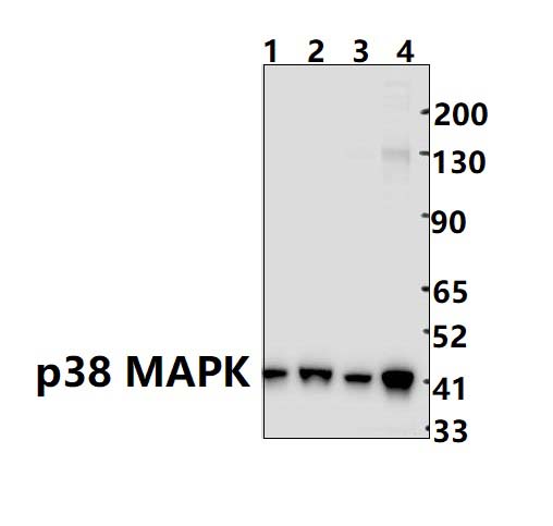 p38 MAPK(Thr179+Tyr181)