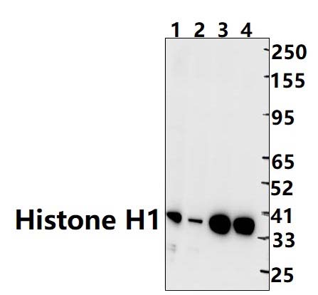 Histone H1(Thr17)