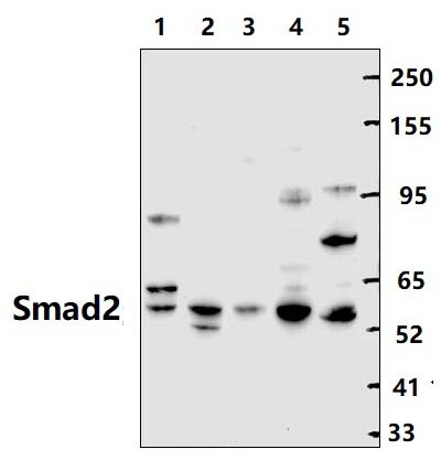 Smad2 (Thr220)
