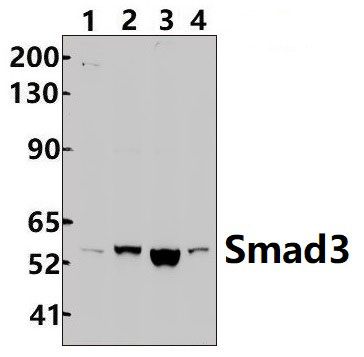 Smad3 (Ser213)
