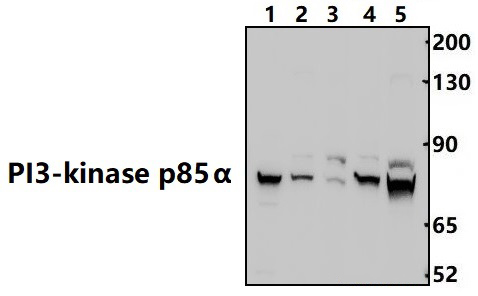 PI3K p85α/p55γ (Y467/199)