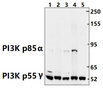 PI3K p85α (Tyr607)