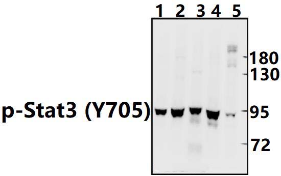 Stat3 (phospho~Y705)