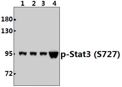 Stat3 (phospho~S727)