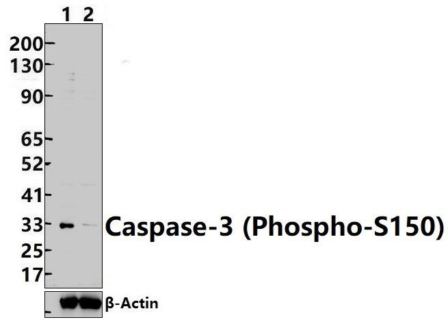 Caspase~3 (Phospho~S150)