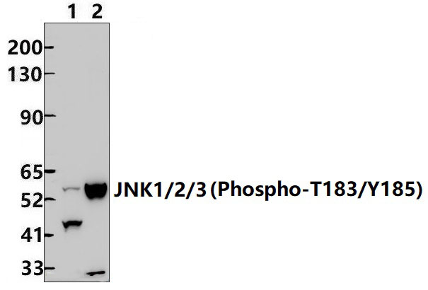 JNK1/2/3 (Phospho~T183/Y185)