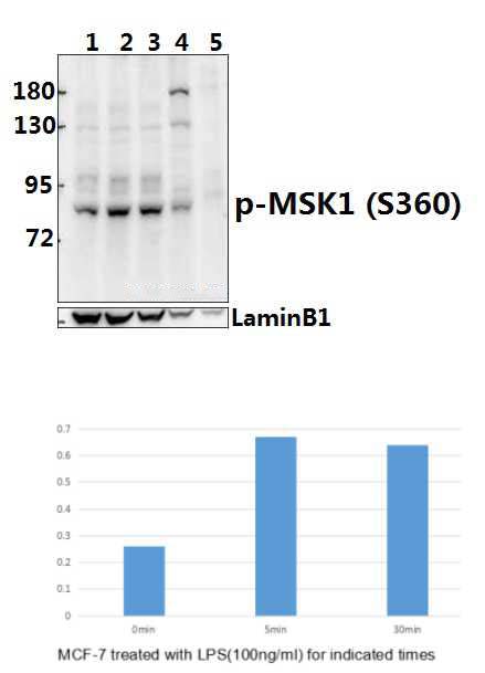 MSK1 (phospho~S360)