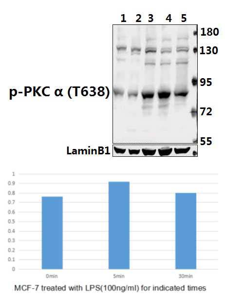 PKC α (phospho~T638)