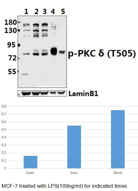 PKC δ (phospho~T505)