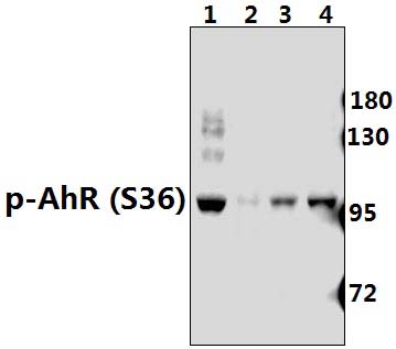 AhR (phospho~S36)