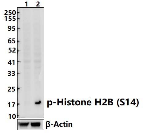 Histone H2B (Phospho~S14)