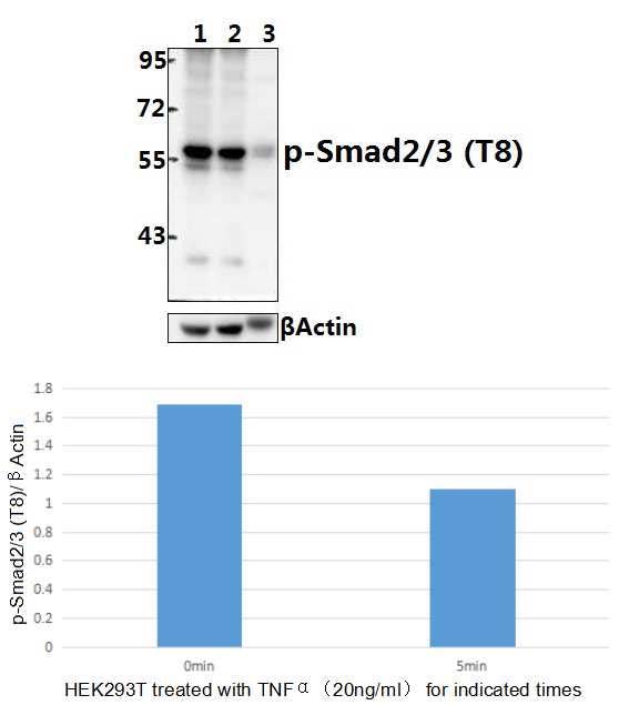 Smad2/3 (phospho~T8)