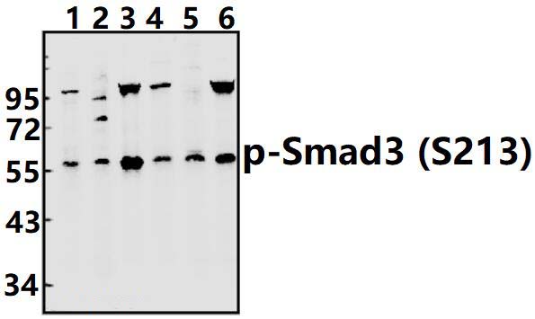 Smad3 (phospho~S213)