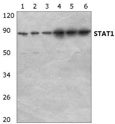 Stat1