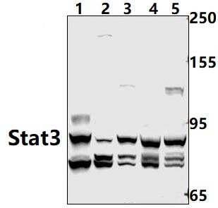Stat3