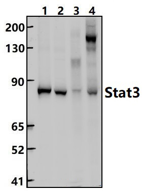 Stat3 (S727)
