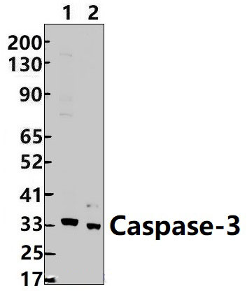 Caspase~3 (D146)