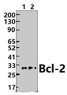 Bcl~2 (P65)