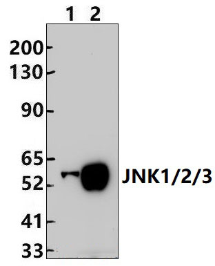 JNK1/2/3 (T183/Y185)
