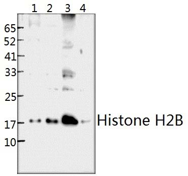 Histone H2B (P10)