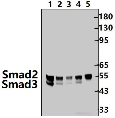 Smad2/3 (S2)