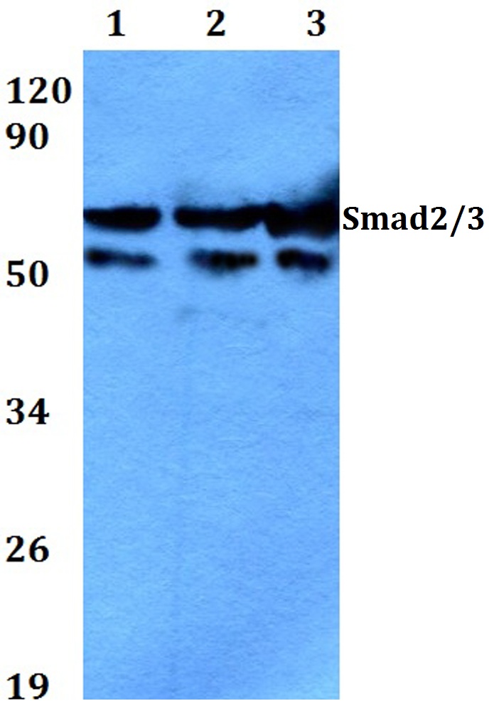 Smad2/3 (N175)