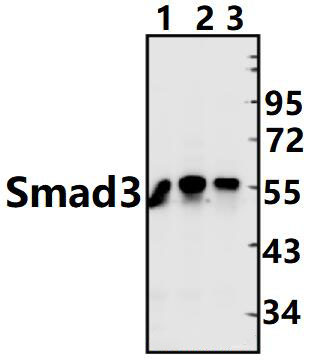 Smad3 (M200)
