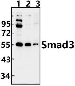 Smad3 (P209)