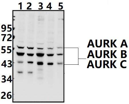 AURKB/C (K197)