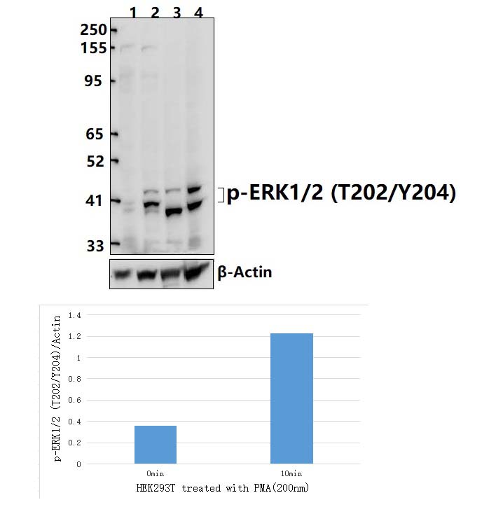 ERK1/2 (Phospho~T202/Y204)