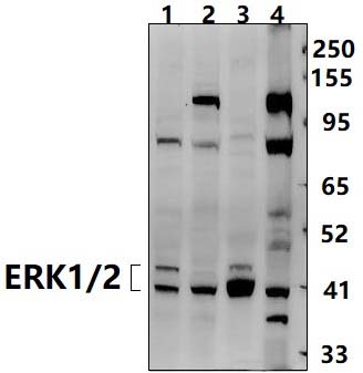 ERK1/2 (Y204)
