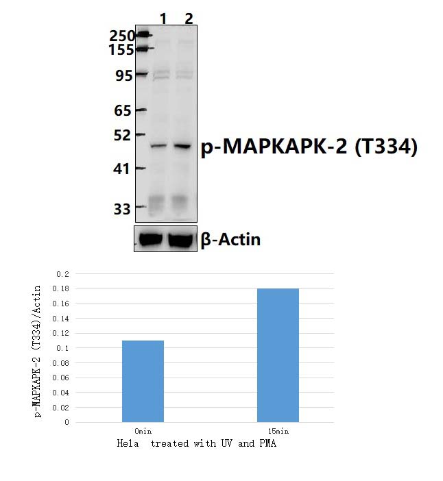 MAPKAPK~2 (Phospho~T334)