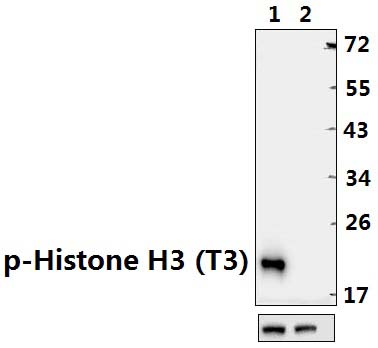 Histone H3 (Phospho~T3)