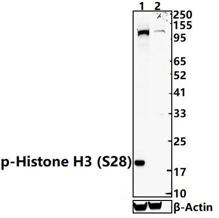 Histone H3 (Phospho~S28)