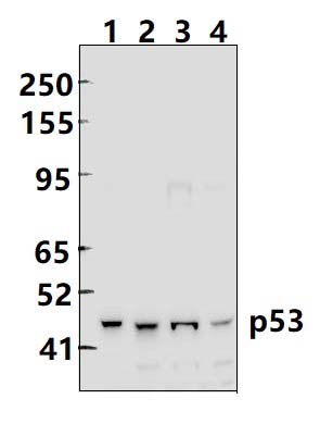 p53 (S315)