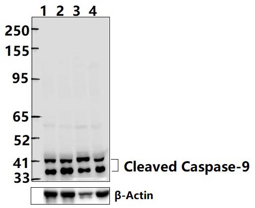 Caspase~9 (T125)