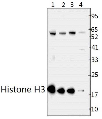 Histone H3 (T3)