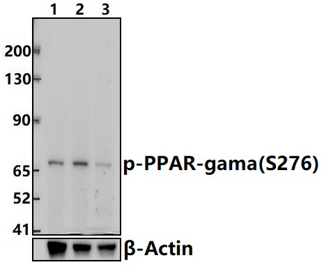 PPAR~gama(Phospho~Ser276)
