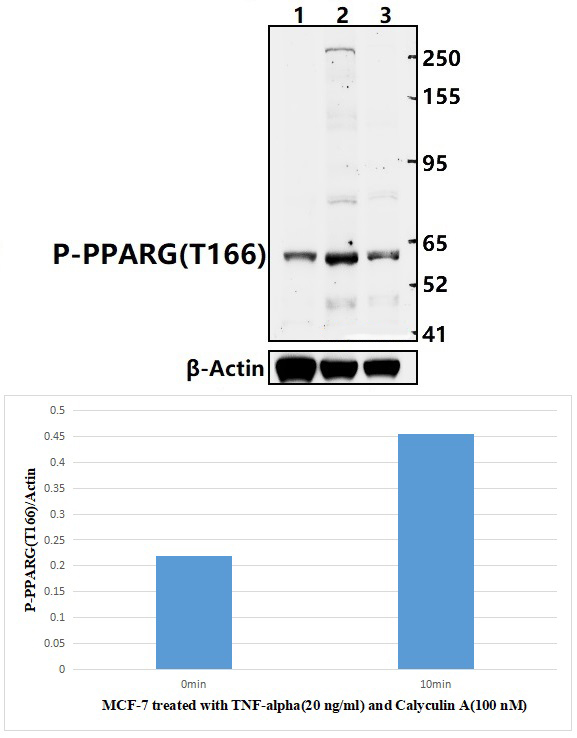 PPARG (Phospho~T166)