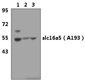 SLC16A5 (A193)