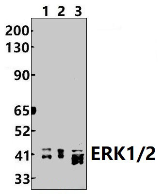 ERK1/2 (Y204)