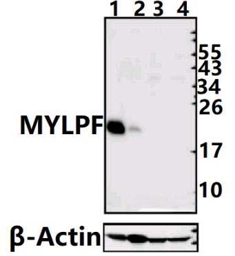 MYLPF (D23)